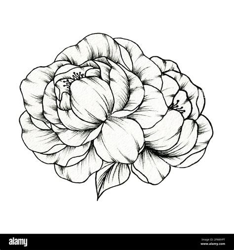 peony drawing|More.